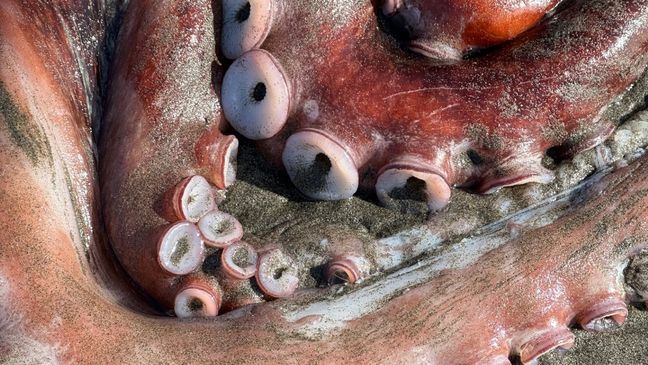 Giant Pacific octopus washes up on California beach (Photo: Karina Junge)