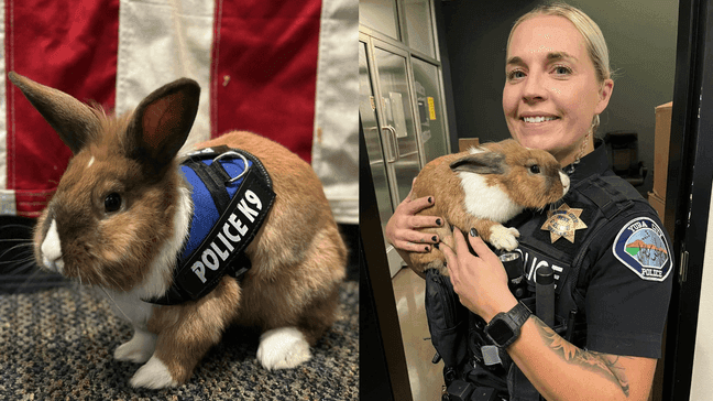 Meet Wellness Officer Percy, the K9 rabbit helping police in California (Yuba City Police Department)