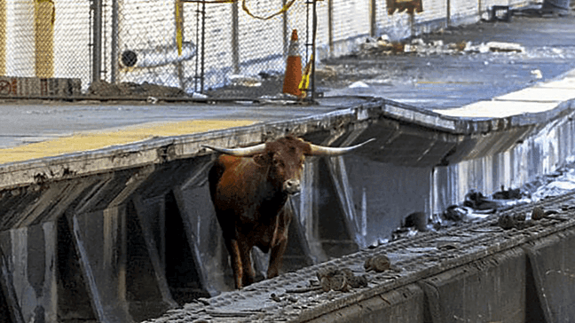 A bull stands on the tracks at Newark Penn Station, Thursday, Dec. 14, 2023, in Newark, N.J.{&nbsp;} (Courtesy of New Jersey Transit via AP)