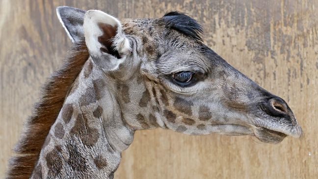 The yet to be named baby giraffe at the Cameron Park Zoo, born June 23 2023. (Photo courtesy of{&nbsp;}Cameron Park Zoo and zoo Staff Photographer, Sheri Hemrick)