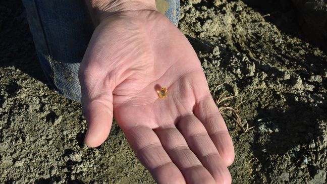 On his fifth trip to the Crater of Diamonds State Park, a Fayetteville man found the third-largest diamond of the year. (Photo: Crater of Diamonds State Park)