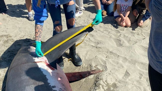 "Beachgoers got quite the memorable experience this Labor Day weekend," Seaside Aquarium wrote in a social media post. (Photo: Seaside Aquarium)