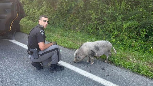 Gilbert the pig was spotted on the side of the road Monday and sheriff's deputies stayed with him until he was reunited with his owner. (Photo courtesy of Rensselaer County Sherriff's Office)