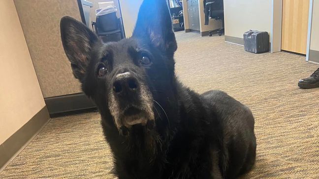 Police K-9 won't face criminal charges for stealing officer's lunch (Photo: Wyandotte Police Department)