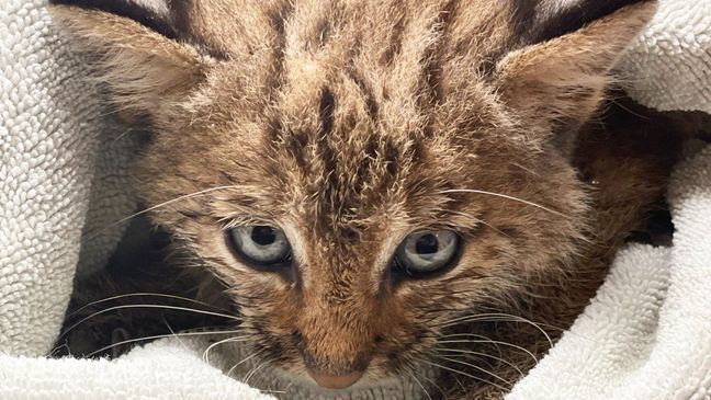 Baby bobcat brought to True Rescue in Mt. Juliet, Tennessee Friday. (Photo: WZTV via True Rescue)