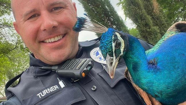 Officer catches peacock roaming neighborhood (Irving Police Department)