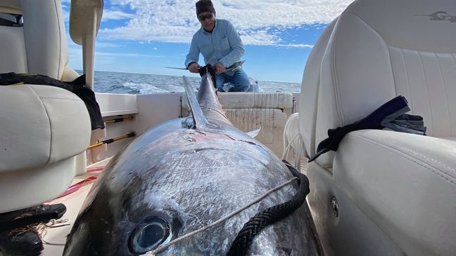 The massive bluefin tuna was about nine-and-a-half feet long and weighed around 1,000 pounds. (Credit: Josiah VanFleet)