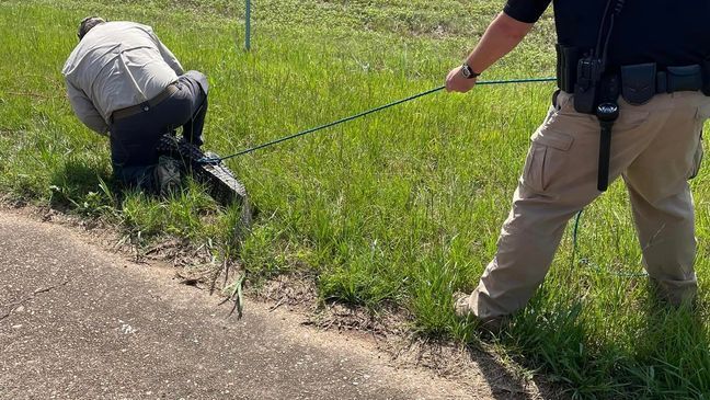 Officer Darrell Klink with the Genoa Central School District in Texarkana, Ark. recently found himself wrangling an alligator instead of little dragons. (Photo Miller County Sheriff's Office)