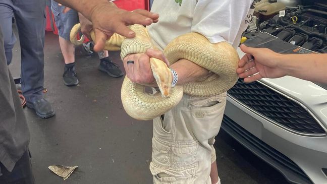 An albino boa constrictor was entangled in the engine of a Ford Focus at Beach Automotive in Myrtle Beach on September 26, 2023. (Credit: Russell Cavender)