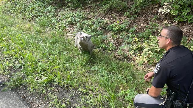 Gilbert the pig was spotted on the side of the road Monday and sheriff's deputies stayed with him until he was reunited with his owner. (Photo courtesy of Rensselaer County Sherriff's Office)