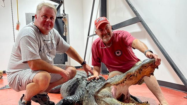 Second 13-foot alligator weighing over 800 pounds caught at Lake Marion (Photo: 301 Deer & Wild Hog Processing and Taxidermy)