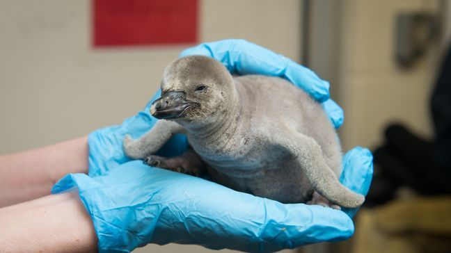 The Columbus Zoo experienced quite a baby boom over the winter. (Courtesy: Columbus Zoo and Aquarium) 