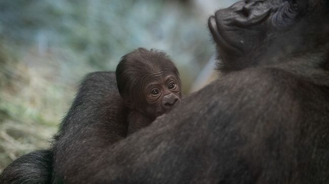 Columbus Zoo's 'male' gorilla turns out to be a mom (Photo: Amanda Carberry, Columbus Zoo and Aquarium)