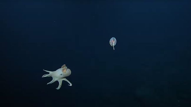 NOAA scientists said they spotted the elusive Dumbo octopus, a deep-sea animal, far below the surface while exploring the Papahanaumokuakea Marine National Monument. (NOAA)