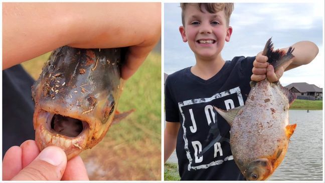 The Oklahoma Department of Wildlife Conservation said an 11-year-old boy caught an exotic Pacu in a neighborhood pond. (Photo: ODWC)