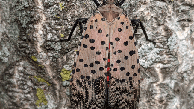 Sightings of the spotted lanternfly were first confirmed in Prince William County in March 2021.  (Credit: Fairfax County government)