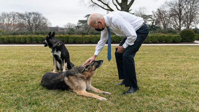 President Joe Biden greets the Biden’s dogs Champ and Major Monday, Jan. 25, 2021, in the Rose Garden of the White House. (Official White House Photo by Adam Schultz)