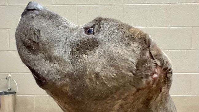 Bruno the dog with one ear tore an ear off his favorite stuffed doll, Feb. 3, 2023. (SPCA of Wake County)