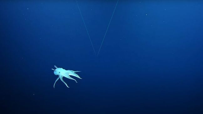 NOAA scientists said they spotted the elusive Dumbo octopus, a deep-sea animal, far below the surface while exploring the Papahanaumokuakea Marine National Monument. (NOAA)