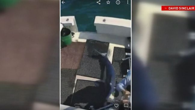 'I just held my breath': Video shows shark jumping into charter boat (Photo: Captain David Sinclair)