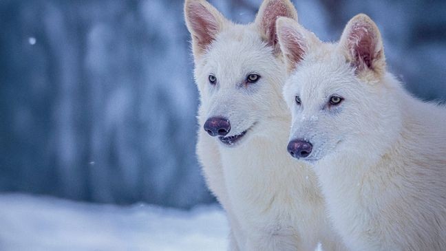 This undated photo provided by Colossal Biosciences shows Romulus and Remus, both 3-months old and genetically engineered with similarities to the extinct dire wolf. (Colossal Biosciences via AP)