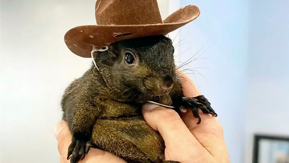 FILE — This undated image provided by Mark Longo shows his pet squirrel Peanut that was seized by officers from the state Department of Environmental Conservation, at Longo's home in rural Pine City, N.Y., Oct. 30, 2024. (Courtesy Mark Longo via AP, File)