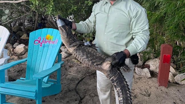 {p}Officers arrived at the scene and said the gator was taken into custody without incident and no injuries were reported — just one wild story to tell and a few shaken-up cocktails. (SPD){&nbsp;}{/p}