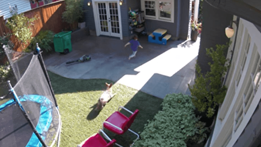 A coyote chases a four-year-old through the family's backyard - photo courtesy of Charlie Schmidt<br>