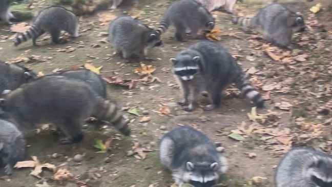 An image of a litany of raccoons that recently invaded a Poulsbo woman's home on October 3, 2024. (Courtesy: Kitsap County Sheriff's Office)