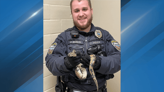 A Keokuk woman named Violet got up in the night to use the bathroom, and she discovered a python, which isn't hers, slithering toward her toilet. (Photo: Keokuk Police Department/Facebook)