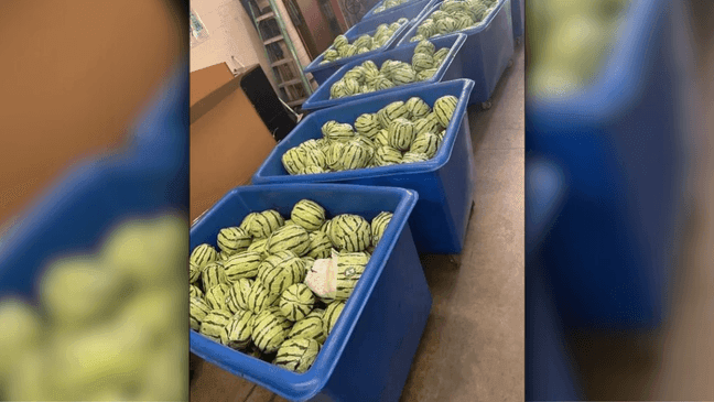 U.S. Customs and Border Patrol on Aug. 16, 2024, discovered thousands of pounds of meth disguised as watermelons in a shipment from Mexico to the United States. (Photo provided by U.S. Customs and Border Patrol)