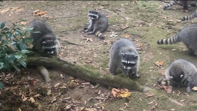 An image of a litany of raccoons that recently invaded a Poulsbo woman's home on October 3, 2024. (Courtesy: Kitsap County Sheriff's Office)