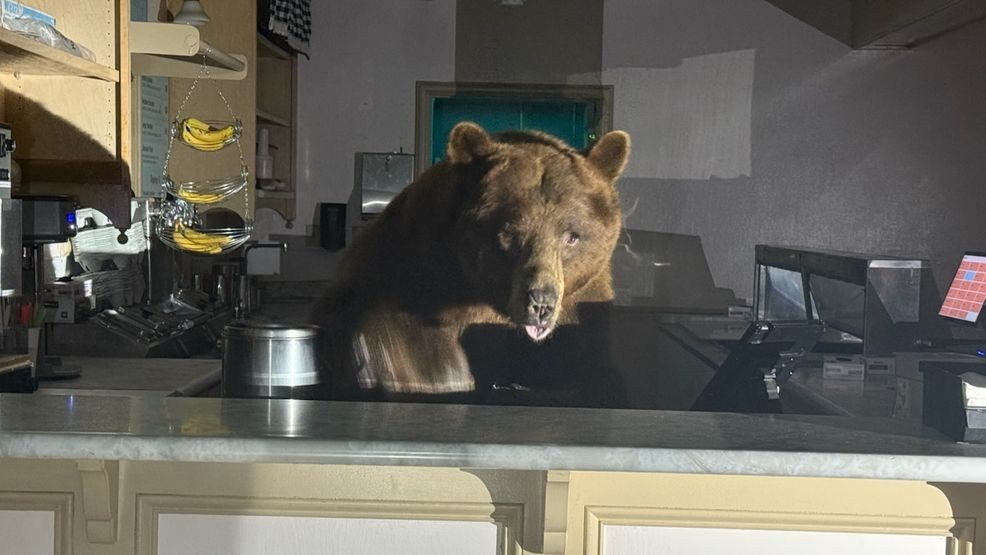 Image for story: Large bear breaks into ice cream shop, attracted to straw-bear-y flavor