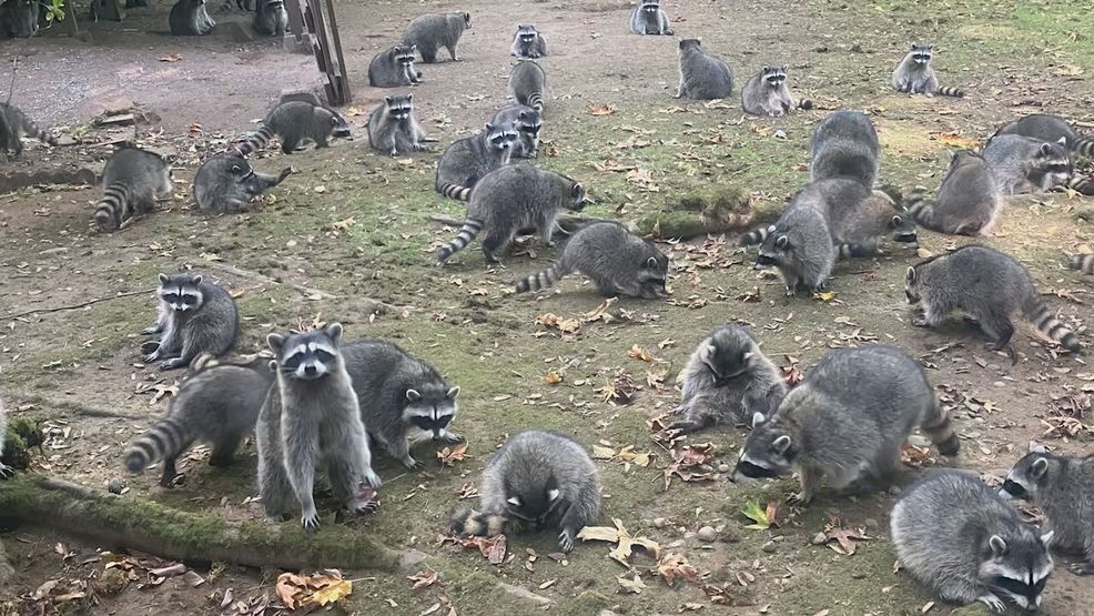 Image for story: 'Word got out in raccoon land': Wildlife operator helps address woman's raccoon problem