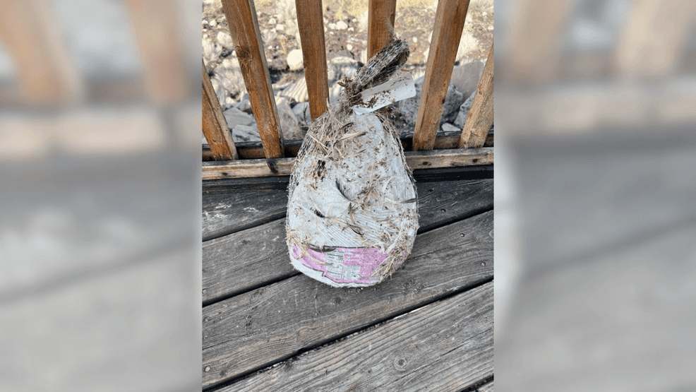 Image for story: Turkey washed up at Great Salt Lake is a reminder: don't brine your turkey there