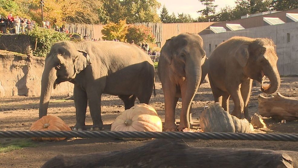 Oregon Zoo welcomes 'Howloween' with Squishing of the Squash, elephantine fun (KATU)