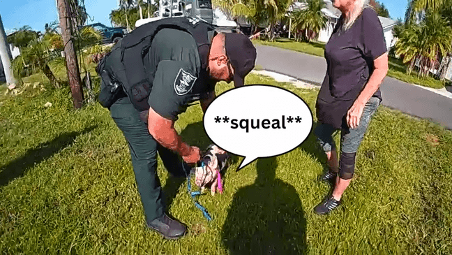 A pair of curly-tailed escape artists caused a stir in North Fort Myers, with one pig stealing a shoe before deputies stepped in. (LCSO)