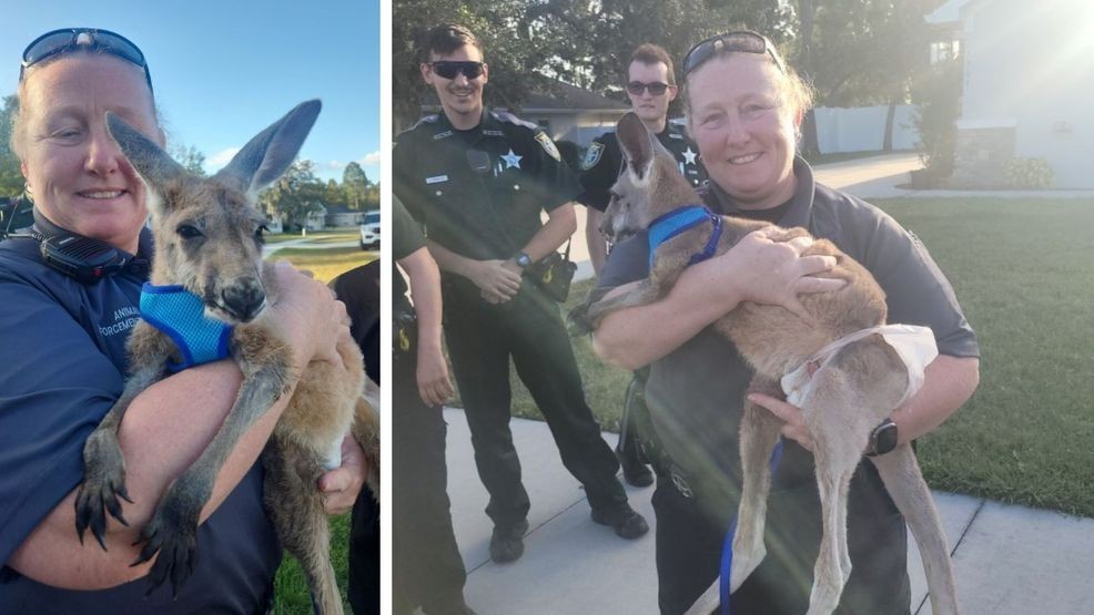 It was a story you had to see to believe. The sheriff's office posted a photo of the Animal Enforcement officers, HCSO deputies, and the mischievous kangaroo. (HCSO) 