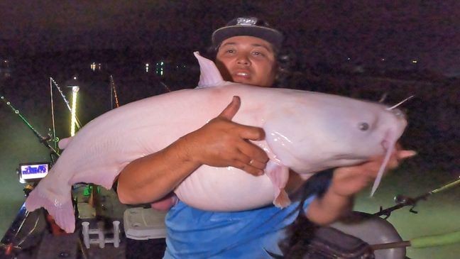 Brandon Abston created quite a stir on social media when he reeled in this extra large leucistic blue catfish on July 2. (Photo courtesy Brandon Abston)
