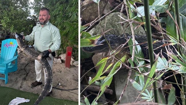 {p}The Stuart Police Department (SPD) posted on Monday that officers responded to a rather unusual call: an alligator had wandered into a bar, Harlow's Hideout. Unlike the typical rowdy guest trying to dodge a tab, this one had scales, a tail, and a knack for dramatic entrances. (SPD){&nbsp;}{/p}