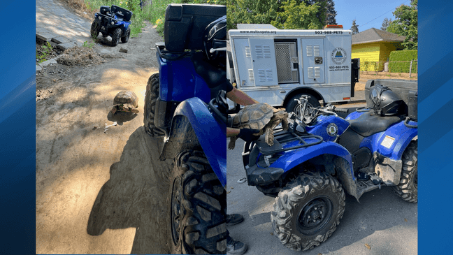 A runaway tortoise is back to enjoying his favorite snacks at home after a 2-day adventure that included crossing an interstate highway and a forest trail wander! (PPB Photo)