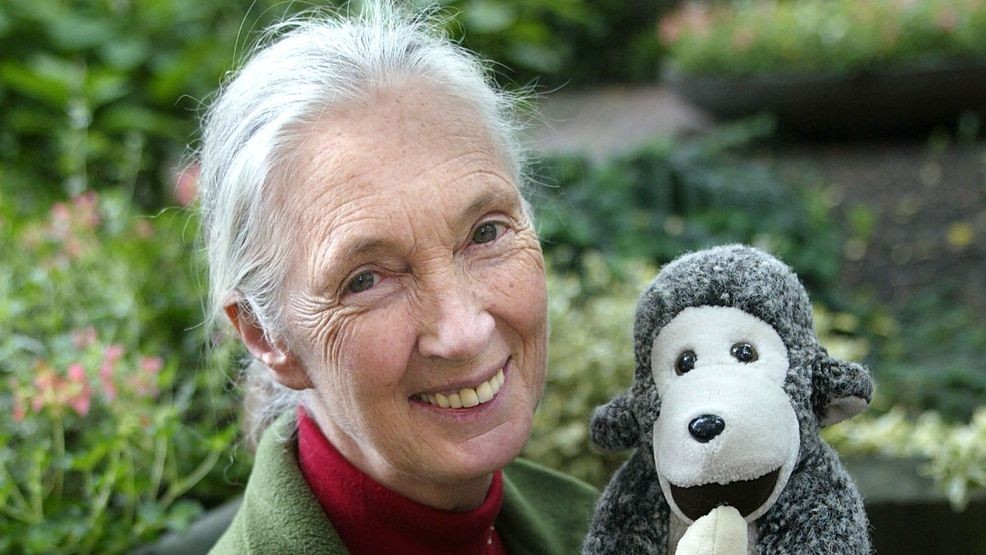 Image for story: Jane Goodall, renowned primatologist and conservationist, dead at 91