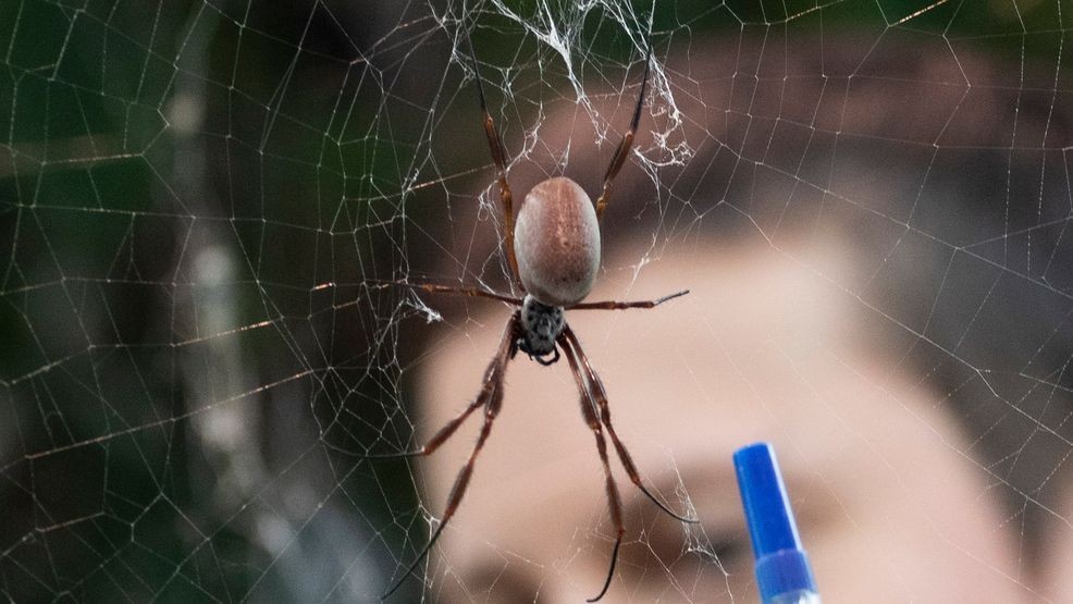 A Zoo keeper with an Orb Weaver spider. (Photo by John Phillips/Getty Images)