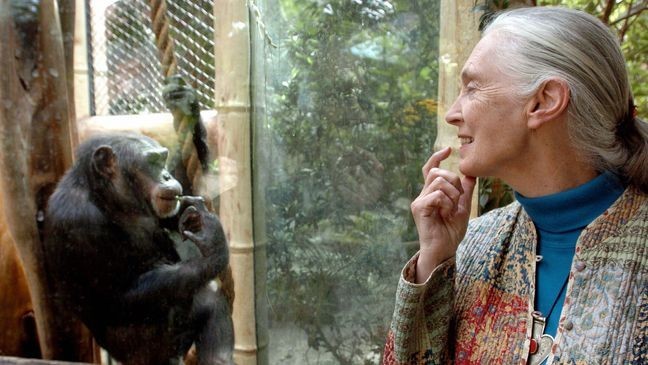 MAGDEBURG, Germany: Jane Goodall, the world's foremost authority on chimpanzees, communicates with chimpanzee Nana, 06 June 2004 at the zoo of Magdeburg (eastern Germany). The British primatologist began her pioneering study of chimpanzees more than 40 years ago in Tanzania. AFP PHOTO DDP/JENS SCHLUETER GERMANY OUT (Photo credit should read JENS SCHLUETER/DDP/AFP via Getty Images)