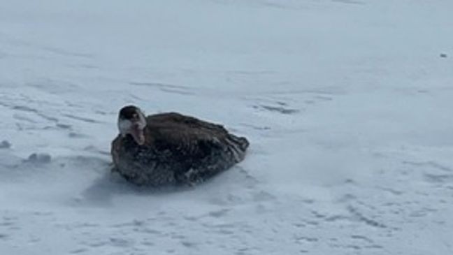 Rangers relocating a goose found 10,000 feet high at Old Ski Bowl on Mount Shasta, in Siskiyou County, Calif., in December 2024. (Courtesy: U.S. Forest Service - Shasta-Trinity National Forest)