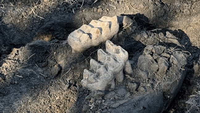 Rare Mastodon Jaw Discovered in Orange County (New York State Education Department)