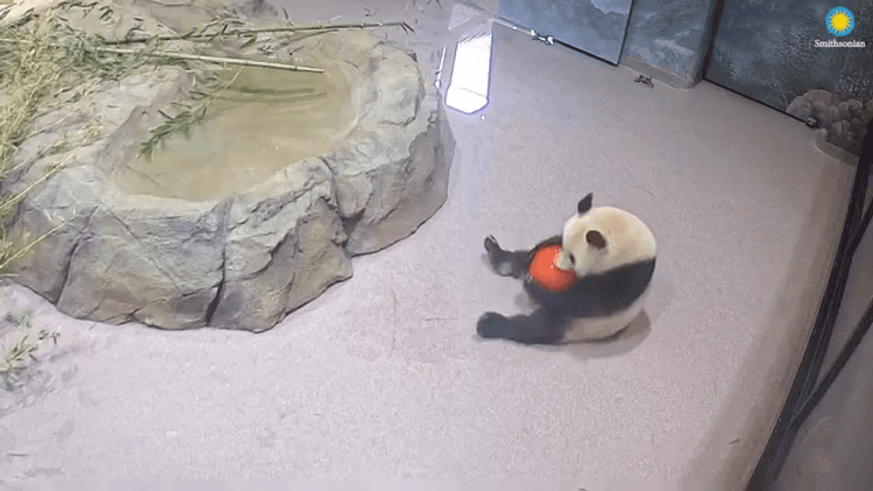 Image for story: Let the good times roll!: New video shows pandas at Smithsonian National Zoo