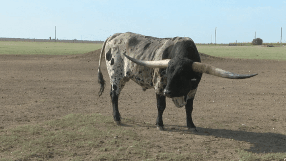 Jest A Cowboy enjoying his time in the pasture. (Jose Alcala/KVII)