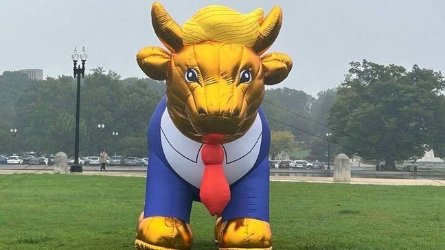 A 15-foot inflatable golden calf depicting Donald Trump briefly went up on the National Mall near the U.S. Capitol Building in D.C. on Oct. 2, 2024. (John Lewis/7News)