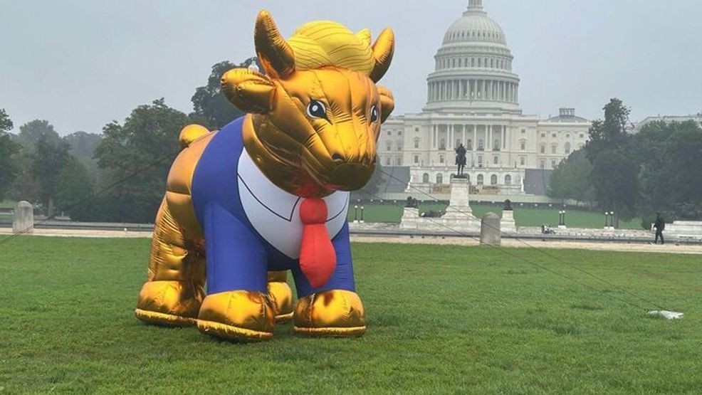 A 15-foot inflatable golden calf depicting Donald Trump briefly went up on the National Mall near the U.S. Capitol Building in D.C. on Oct. 2, 2024. (John Lewis/7News)